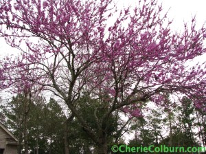 redbud in bloom (The Woodlands, Texas)